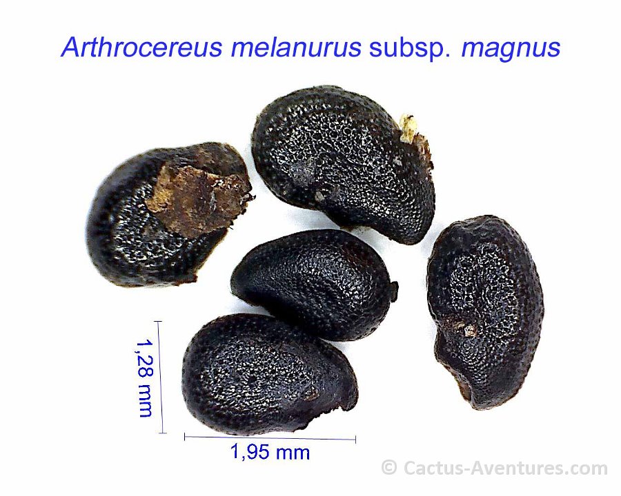 Arthrocereus melanurus subsp. magnus  AH seeds